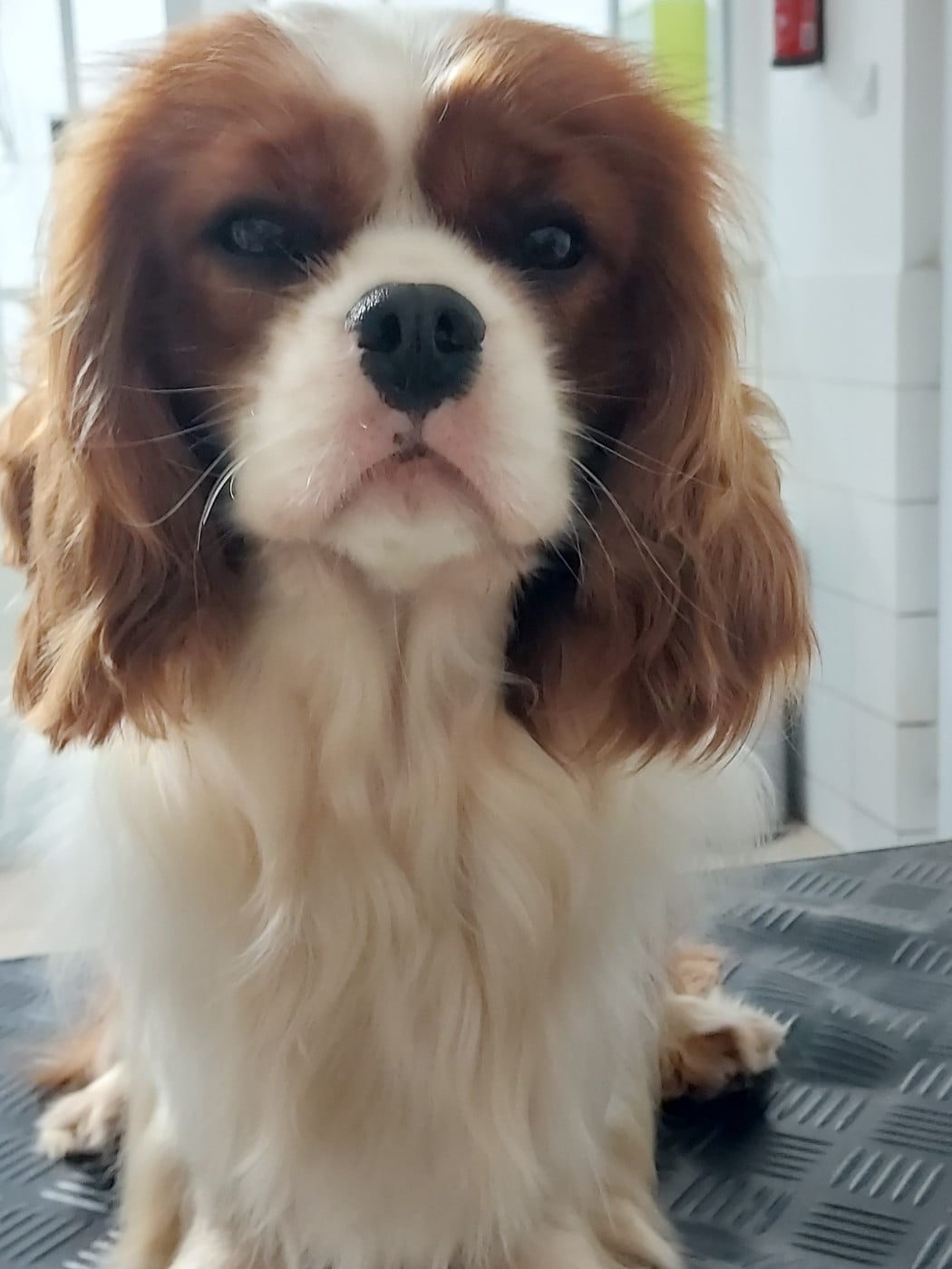 Velvet Gold des Jardins de Bagatelle