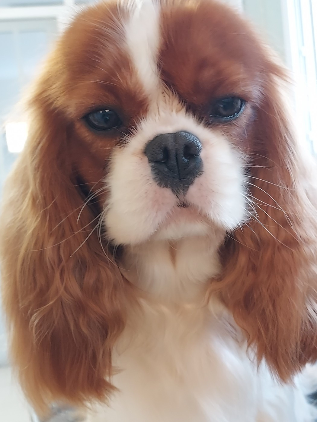 CH. Valkyrie Hrist des Jardins de Bagatelle