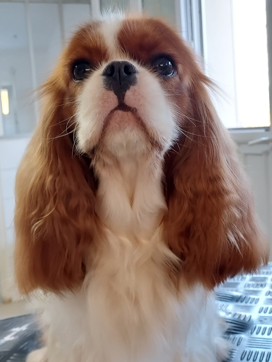 CH. Valkyrie Hrist des Jardins de Bagatelle