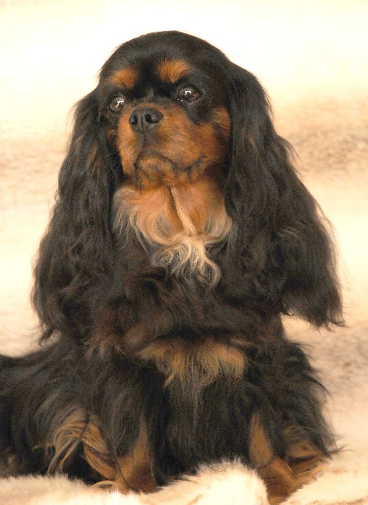 Publication : des Jardins de Bagatelle Auteur : L Larcher