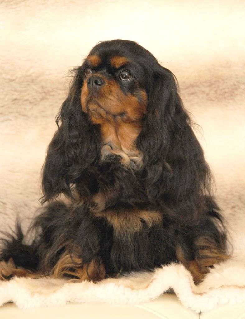 Publication : des Jardins de Bagatelle Auteur : L Larcher