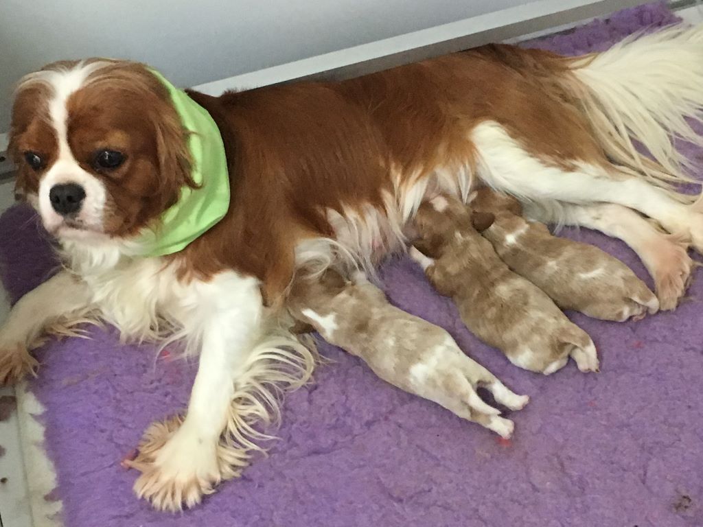 des Jardins de Bagatelle - Cavalier King Charles Spaniel - Portée née le 28/12/2018
