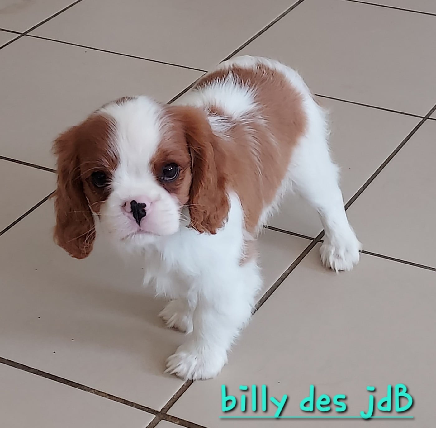 Billy