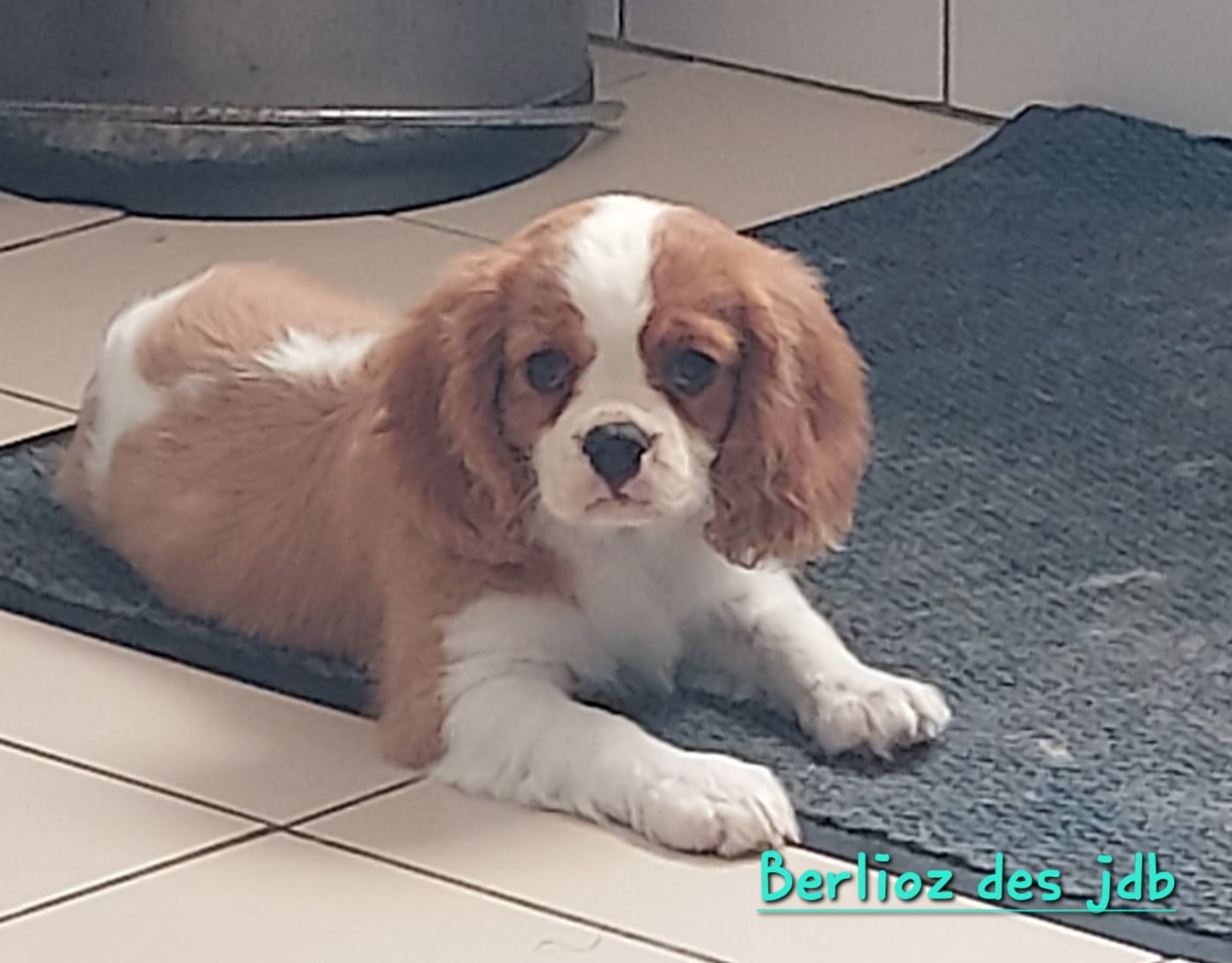 Berlioz