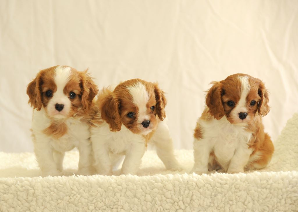 des Jardins de Bagatelle - Cavalier King Charles Spaniel - Portée née le 30/05/2018