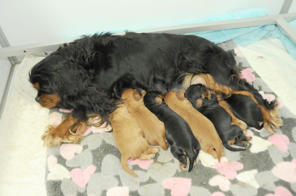 chiot Cavalier King Charles Spaniel des Jardins de Bagatelle