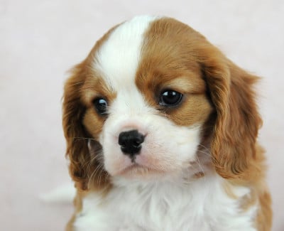 Les chiots de Cavalier King Charles Spaniel