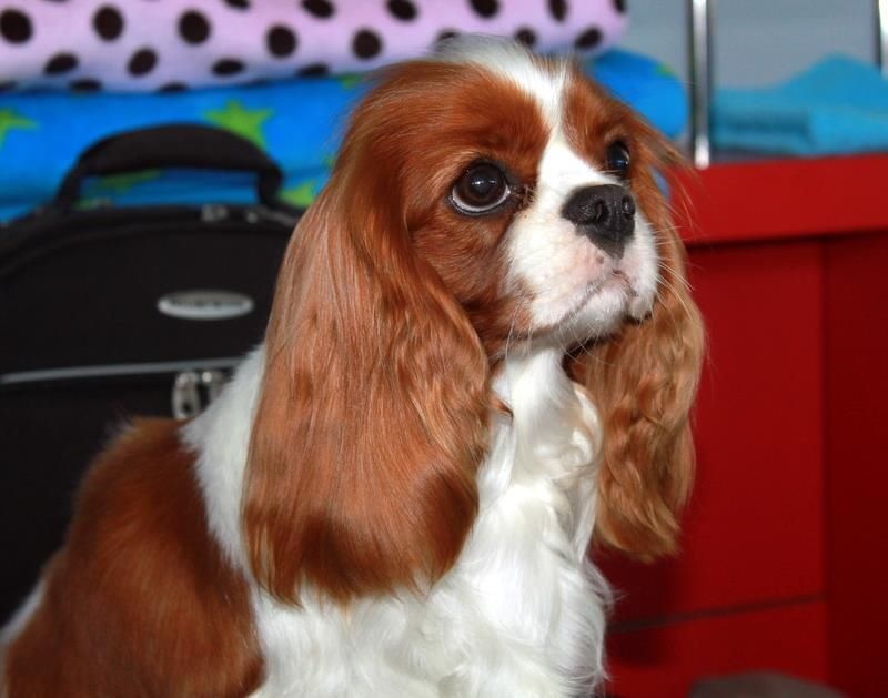 CH. Jade Of lovely valley - 1er Exc C.I. CACS Meilleure de sexe opposé