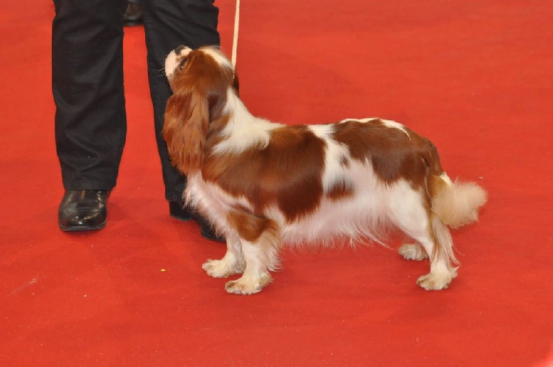 CH. Jade Of lovely valley - 1er exc classe jeune blenheim