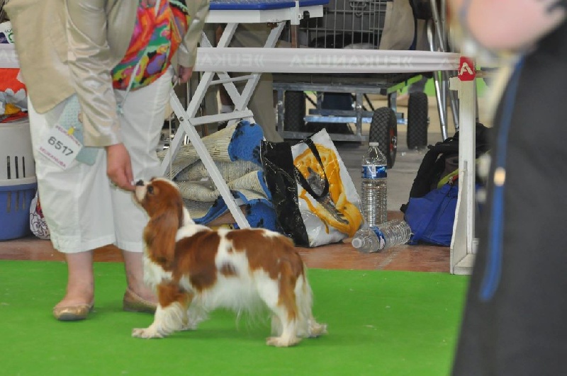 CH. Jade Of lovely valley - 3ème Exc C.I.