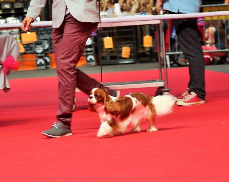 CH. Jade Of lovely valley - 1er exc CACS CACIB BOS