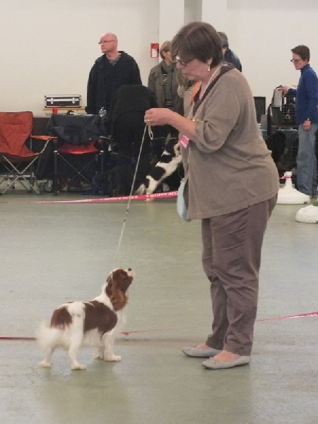 CH. Jade Of lovely valley - 1er excellent Classe Jeune Blenheim