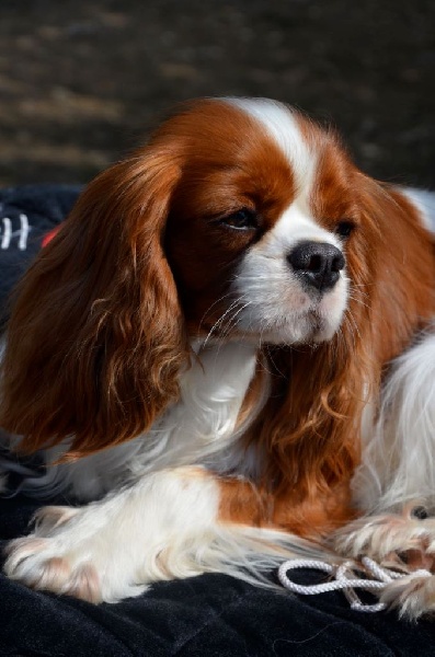 CH. Jade Of lovely valley - 1er exc C.I. CACS & RCACIB