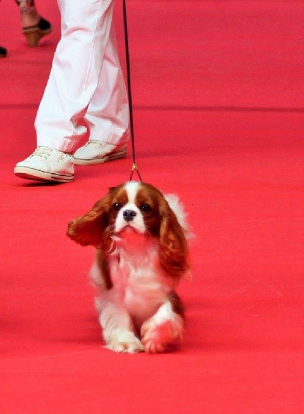 CH. Jade Of lovely valley - 2ème exc C.I. RCACL