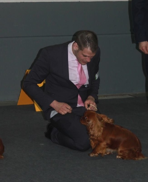 CH. Haskell colleen De La Feerie De Broceylande - 1er exc CACL C.O. Ruby