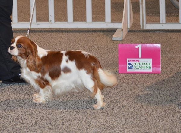 CH. Jade Of lovely valley - 1er exc classe jeune blenheim