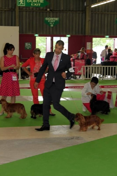 CH. Haskell colleen De La Feerie De Broceylande - 2ème exc C.O. unicolore