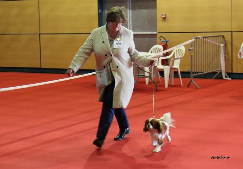 CH. Jade Of lovely valley - 1er Exc C.I. RCACS & RCACIB