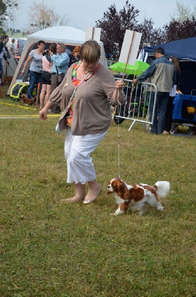 CH. Jade Of lovely valley - 1er Exc C.I. & CACS