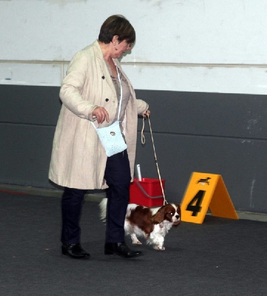 CH. Jade Of lovely valley - 4ème exc classe jeune blenheim