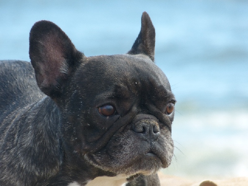 Publication : Du Domaine Des Deux Lud's Auteur : Mr et Mme ROUGEAU