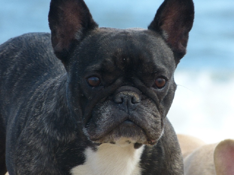 Publication : Du Domaine Des Deux Lud's Auteur : Mr et Mme ROUGEAU