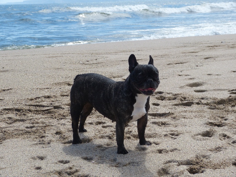 Publication : Du Domaine Des Deux Lud's Auteur : Mr et Mme ROUGEAU