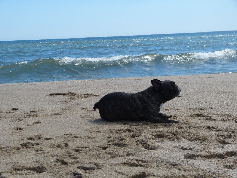 Publication : Du Domaine Des Deux Lud's Auteur : Mr et Mme ROUGEAU