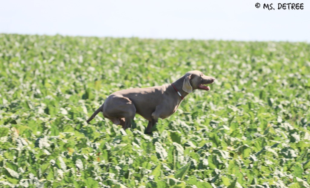 TR. CH. Magnum opus delle stoppie Des Limons Aux Epis Ambrés