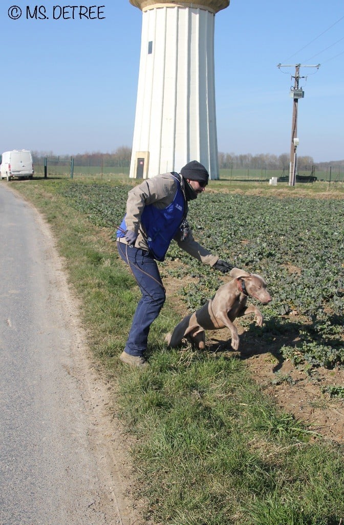 TR. CH. Magnum opus delle stoppie Des Limons Aux Epis Ambrés