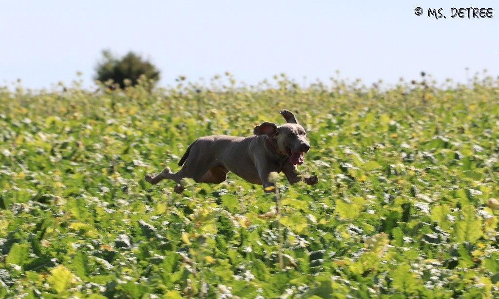 TR. CH. Magnum opus delle stoppie Des Limons Aux Epis Ambrés