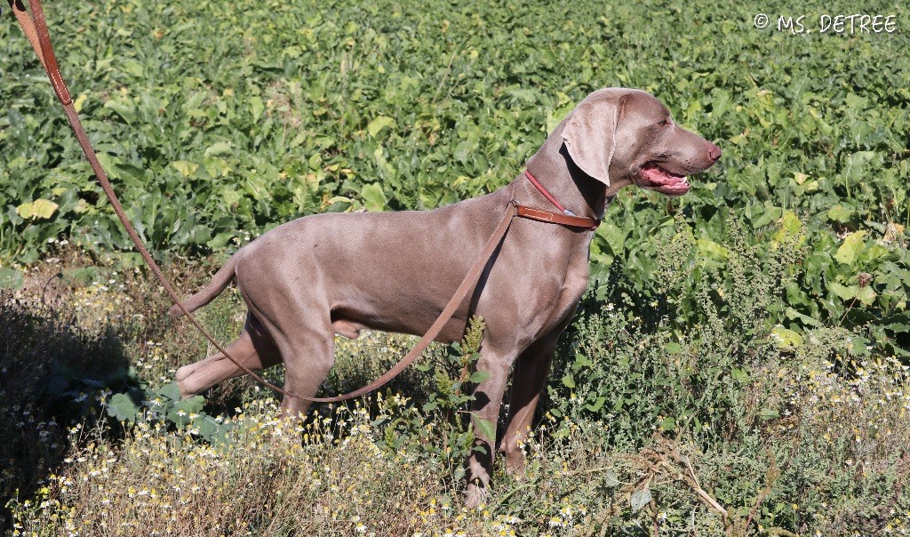 TR. CH. Magnum opus delle stoppie Des Limons Aux Epis Ambrés