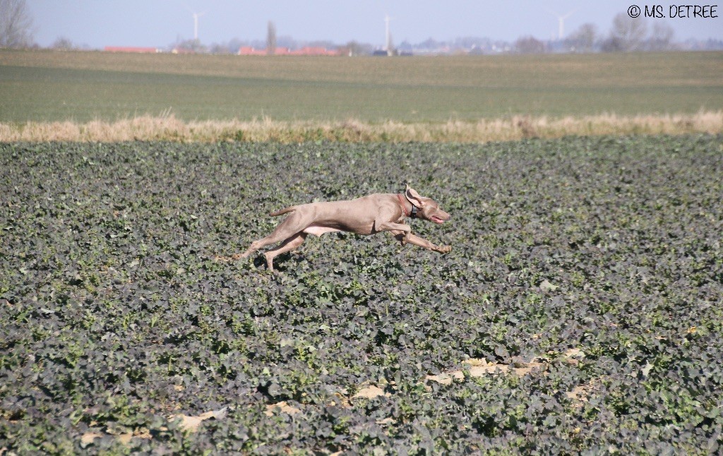 TR. CH. Magnum opus delle stoppie Des Limons Aux Epis Ambrés