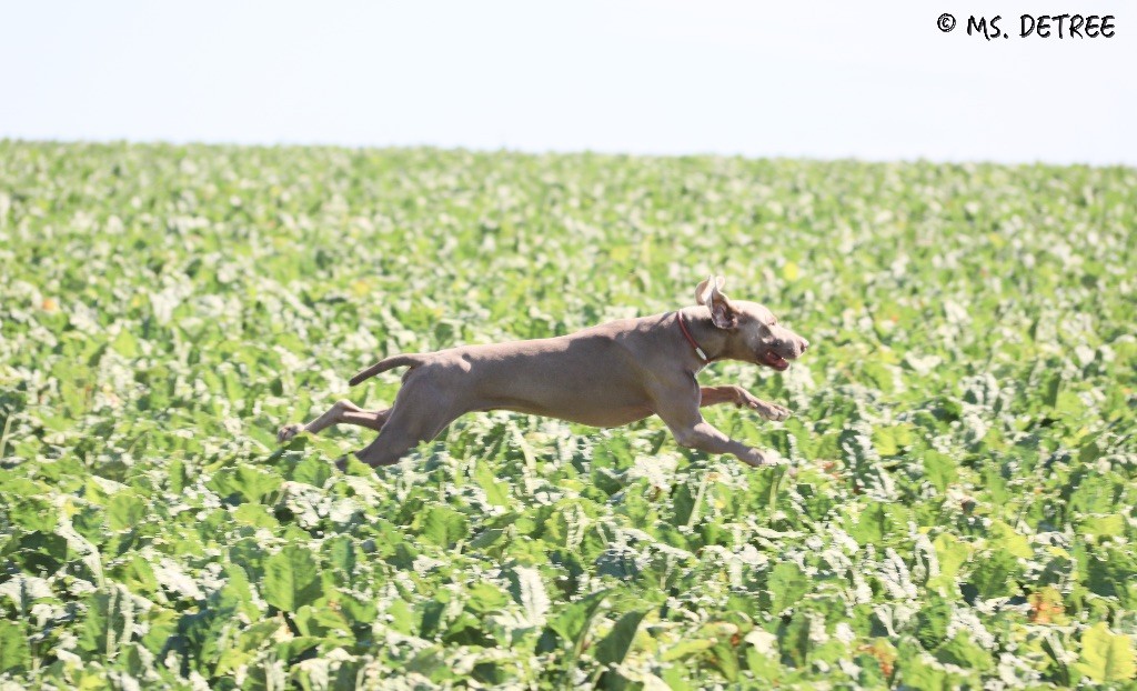 TR. CH. Magnum opus delle stoppie Des Limons Aux Epis Ambrés