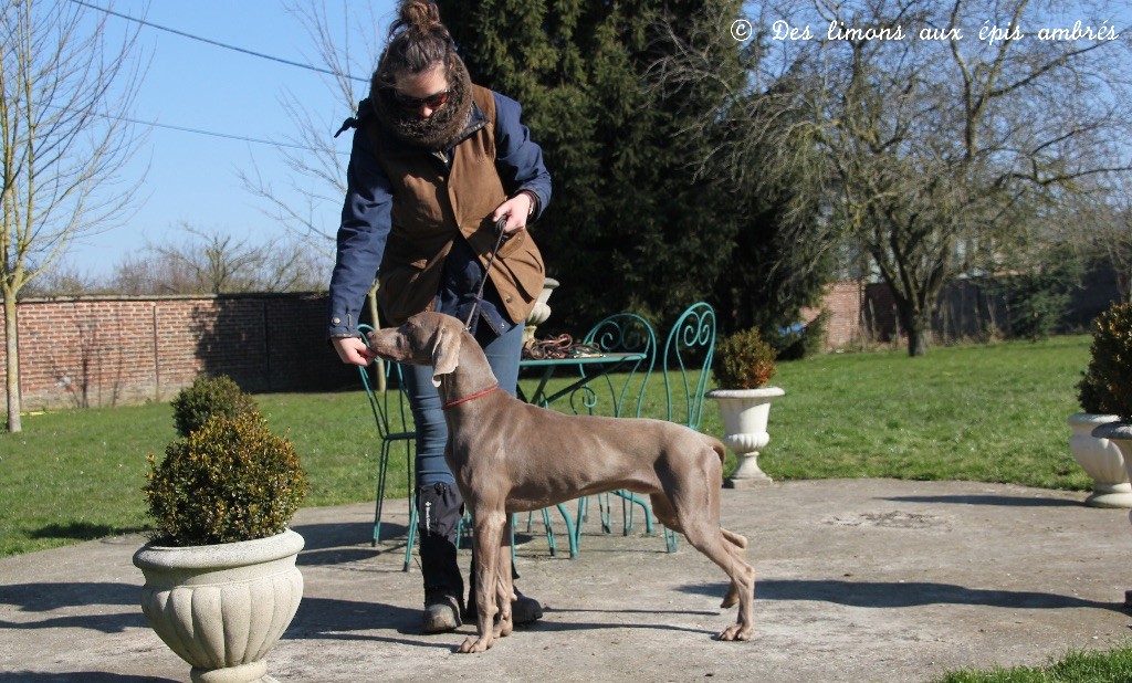 TR. CH. Magnum opus delle stoppie Des Limons Aux Epis Ambrés