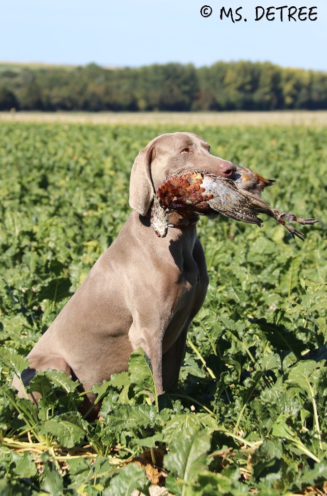 TR. CH. Magnum opus delle stoppie Des Limons Aux Epis Ambrés
