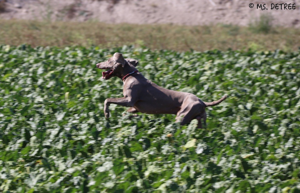 TR. CH. Magnum opus delle stoppie Des Limons Aux Epis Ambrés