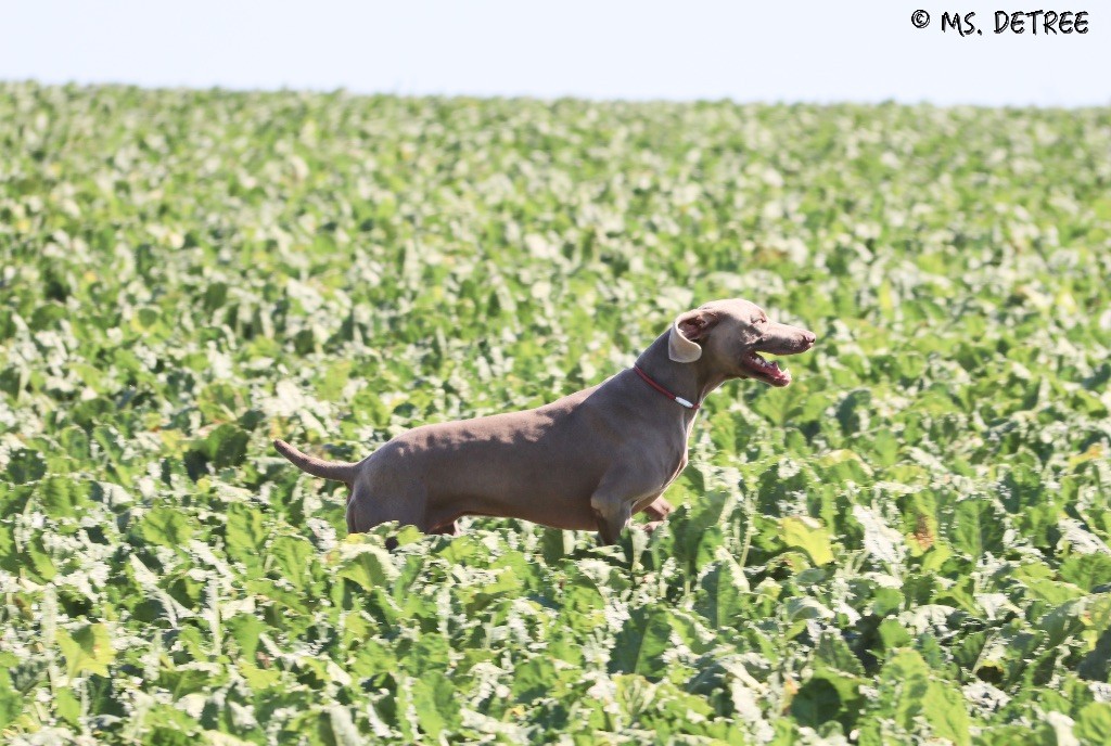 TR. CH. Magnum opus delle stoppie Des Limons Aux Epis Ambrés