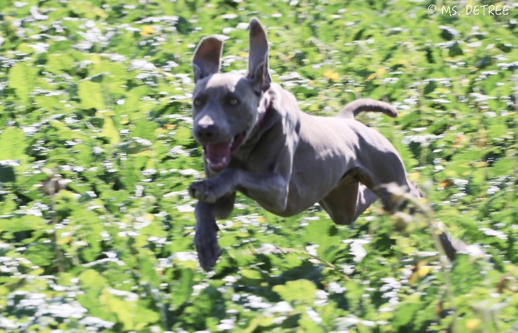 TR. CH. Magnum opus delle stoppie Des Limons Aux Epis Ambrés