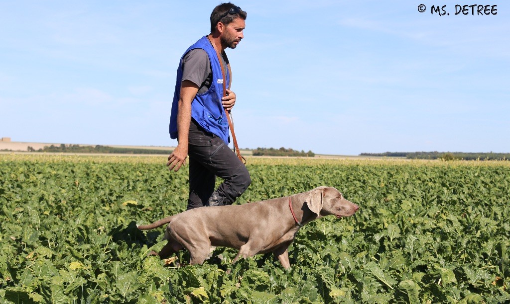 TR. CH. Magnum opus delle stoppie Des Limons Aux Epis Ambrés