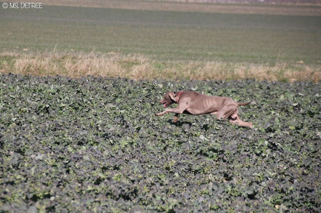 TR. CH. Magnum opus delle stoppie Des Limons Aux Epis Ambrés