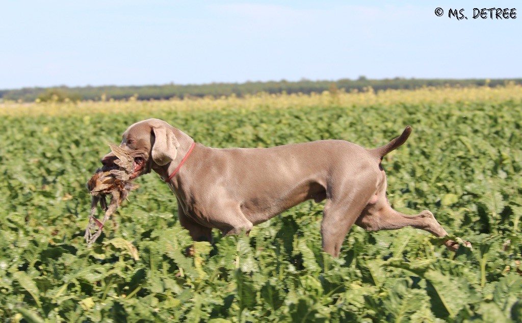 TR. CH. Magnum opus delle stoppie Des Limons Aux Epis Ambrés