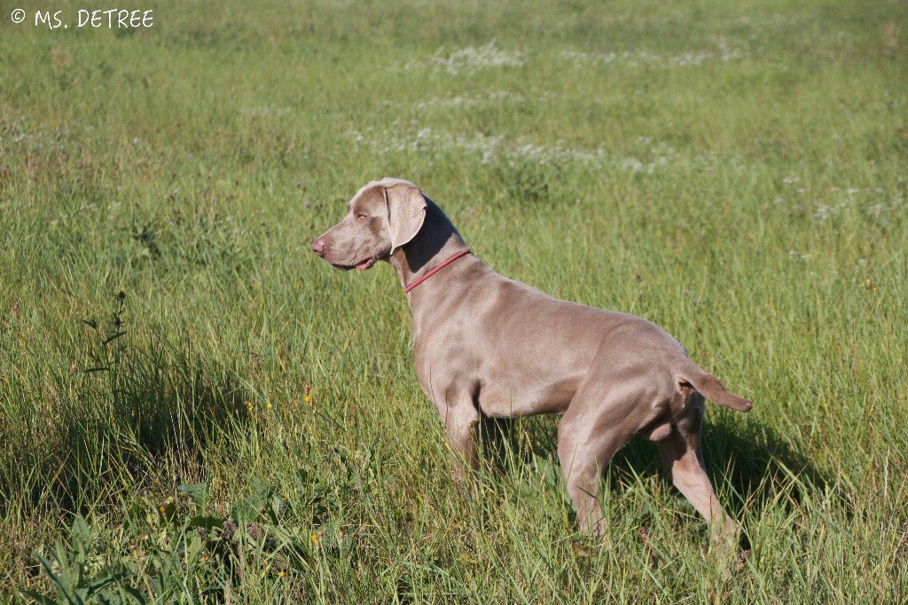 TR. CH. Magnum opus delle stoppie Des Limons Aux Epis Ambrés