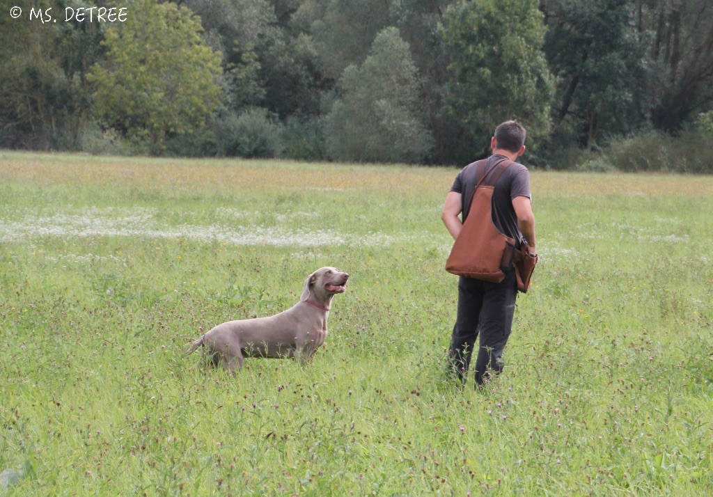 TR. CH. Magnum opus delle stoppie Des Limons Aux Epis Ambrés