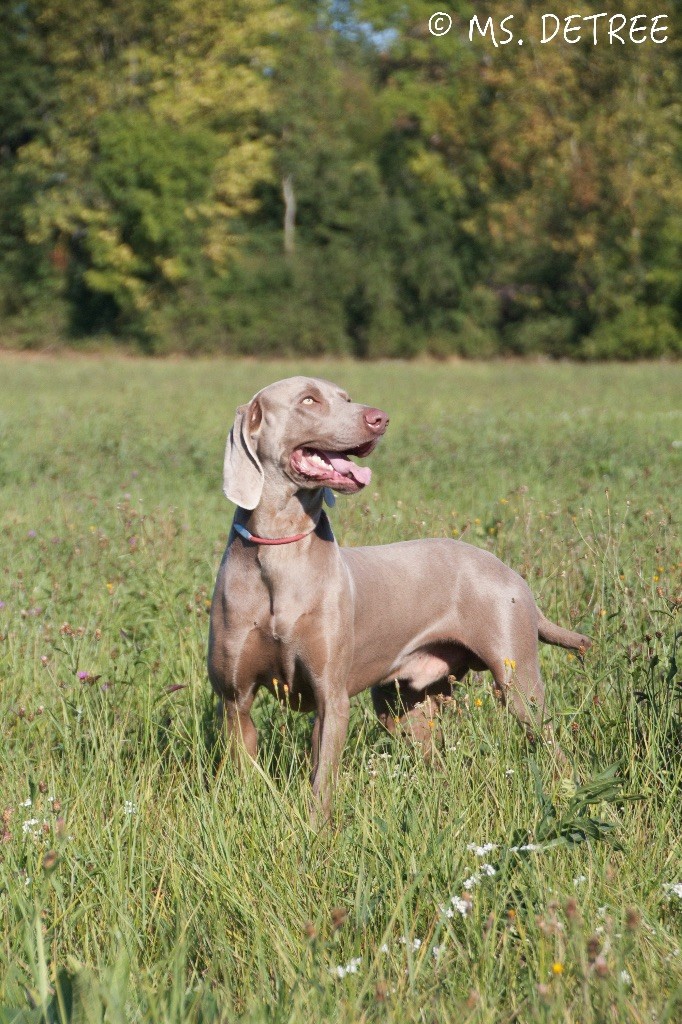 TR. CH. Magnum opus delle stoppie Des Limons Aux Epis Ambrés