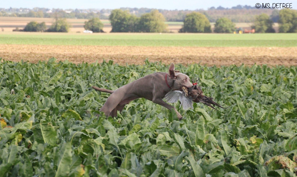 TR. CH. Magnum opus delle stoppie Des Limons Aux Epis Ambrés