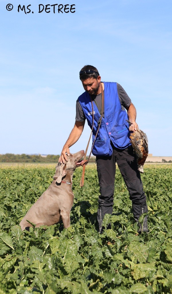 TR. CH. Magnum opus delle stoppie Des Limons Aux Epis Ambrés