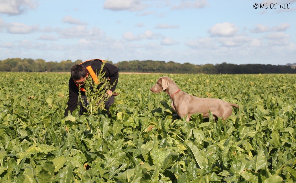 TR. CH. Magnum opus delle stoppie Des Limons Aux Epis Ambrés