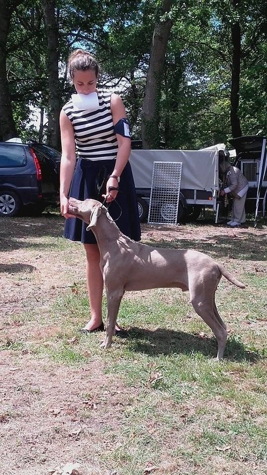 TR. CH. Magnum opus delle stoppie Des Limons Aux Epis Ambrés