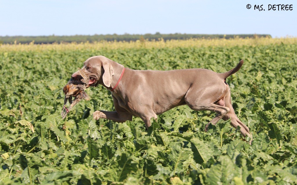 TR. CH. Magnum opus delle stoppie Des Limons Aux Epis Ambrés